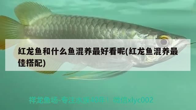 紅龍魚和什么魚混養最好看呢(紅龍魚混養最佳搭配)（紅龍魚和什么魚混養最好看）