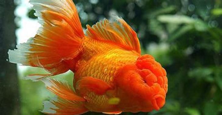 紅龍魚用黃燈烤有用嗎 金魚的主要品種(傳統魚缸養啥金魚好)(傳統觀賞魚不建議選擇雜交品種或養蛋品種或養蛋品種) 觀賞魚百科 金魚的主要品種(傳統魚缸養啥金魚好)(傳統觀賞魚不建議選擇雜交品種或養蛋品種或養蛋品種) 金魚的主要品種(傳統魚缸養啥金魚好)(傳統觀賞魚不建議選擇雜交品種或養蛋品種或養蛋品種) 觀賞魚百科