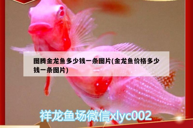 圖騰金龍魚多少錢一條圖片(金龍魚價格多少錢一條圖片)（圖騰金龍魚多少錢一條） 圖騰金龍魚多少錢一條圖片(金龍魚價格多少錢一條圖片)（圖騰金龍魚多少錢一條） 觀賞魚百科
