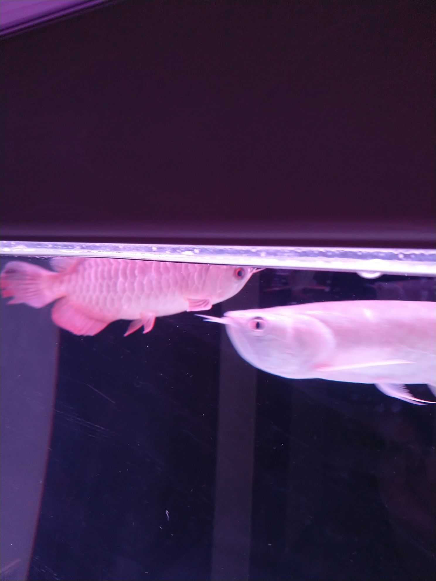 無錫觀賞魚市場金龍蒙眼換了4天水沒有痊愈？（無錫觀賞魚市場金龍蒙眼換了4天水沒有痊愈） 無錫觀賞魚市場金龍蒙眼換了4天水沒有痊愈？（無錫觀賞魚市場金龍蒙眼換了4天水沒有痊愈） 觀賞魚百科 第2張
