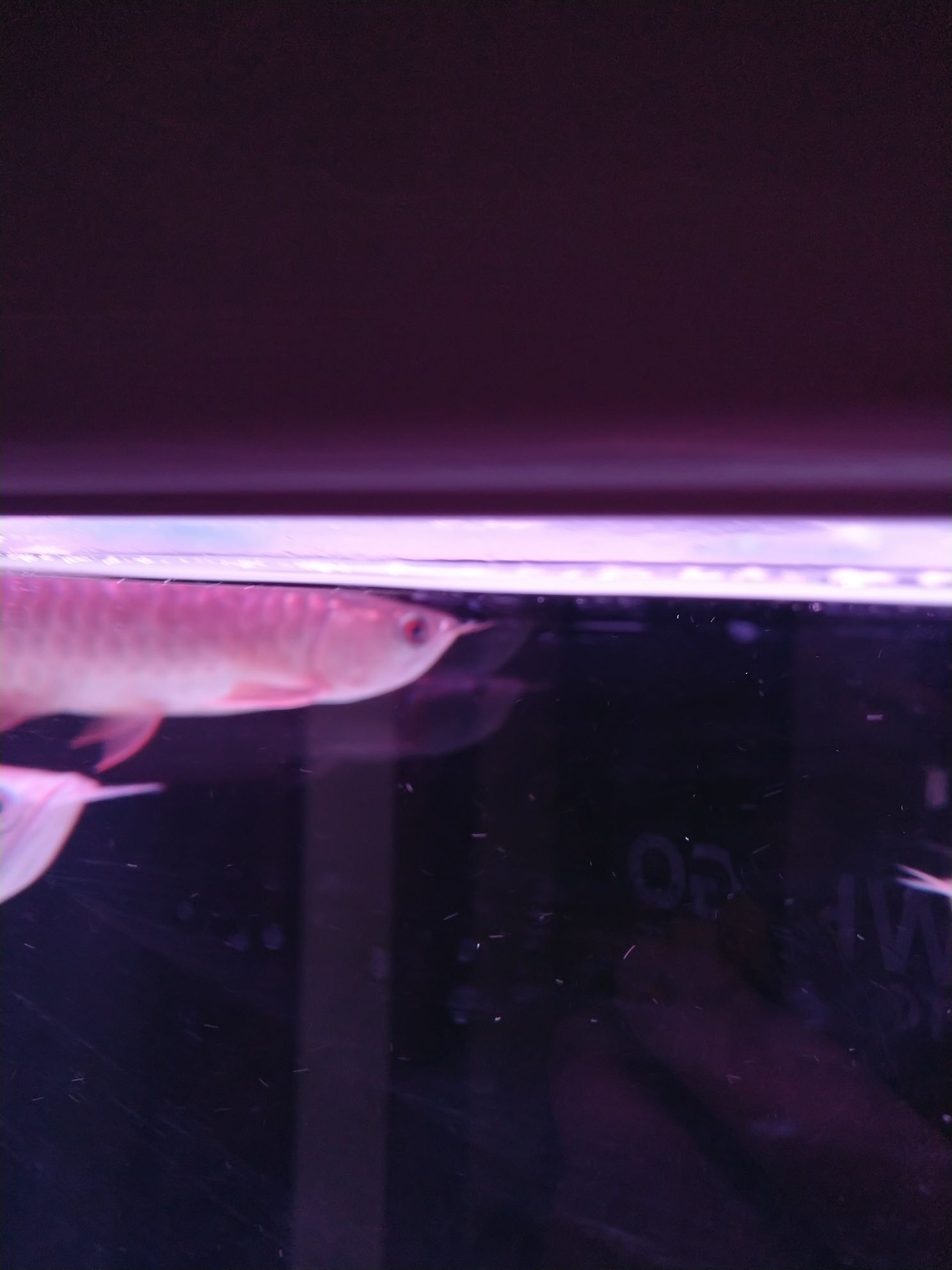 無錫觀賞魚市場金龍蒙眼換了4天水沒有痊愈？（無錫觀賞魚市場金龍蒙眼換了4天水沒有痊愈） 無錫觀賞魚市場金龍蒙眼換了4天水沒有痊愈？（無錫觀賞魚市場金龍蒙眼換了4天水沒有痊愈） 觀賞魚百科 第3張