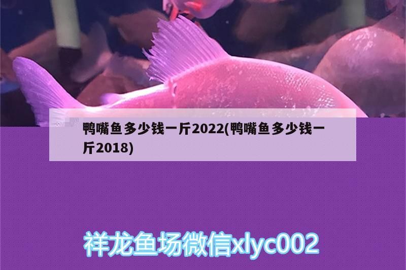 鴨嘴魚(yú)多少錢(qián)一斤2022(鴨嘴魚(yú)多少錢(qián)一斤2018)（鴨嘴魚(yú)多少錢(qián)一斤2022）