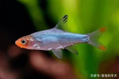 白色的觀賞魚是什么魚類（如何飼養白色觀賞魚）