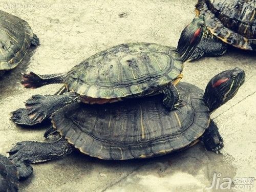 四腳龍魚的圖片，-四腳龍魚是如何繁殖的，四腳龍魚的壽命有多長