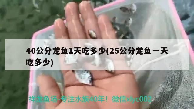 40公分龍魚1天吃多少(25公分龍魚一天吃多少)（40公分龍魚1天吃多少） 40公分龍魚1天吃多少(25公分龍魚一天吃多少)（40公分龍魚1天吃多少） 觀賞魚百科