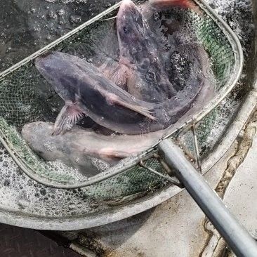 岷江魚一般多少錢（如何辨別岷江魚的真偽？） 岷江魚一般多少錢（如何辨別岷江魚的真偽？） 觀賞魚百科 第5張
