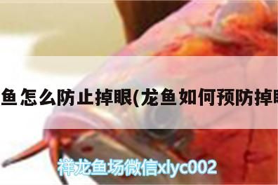 龍魚怎么防止掉眼(龍魚如何預防掉眼)（如何防止龍魚掉眼）