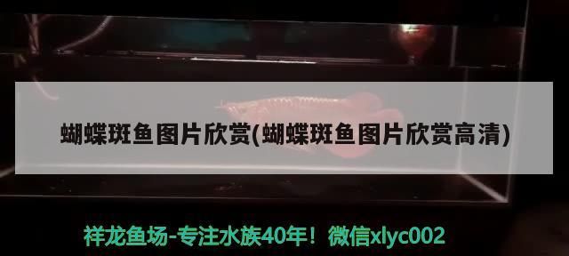蝴蝶斑魚圖片欣賞(蝴蝶斑魚圖片欣賞高清)（蝴蝶斑魚圖片欣賞） 蝴蝶斑魚圖片欣賞(蝴蝶斑魚圖片欣賞高清)（蝴蝶斑魚圖片欣賞） 觀賞魚百科