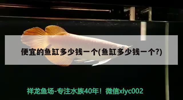 便宜的魚缸多少錢一個(魚缸多少錢一個？)（便宜的魚缸多少錢一個）