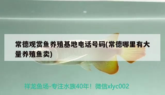 常德觀賞魚養殖電話號碼(常德哪里有大量養殖魚賣)（常德市觀賞魚養殖電話號碼：常德市觀賞魚養殖電話號碼） 常德觀賞魚養殖電話號碼(常德哪里有大量養殖魚賣)（常德市觀賞魚養殖電話號碼：常德市觀賞魚養殖電話號碼） 觀賞魚百科