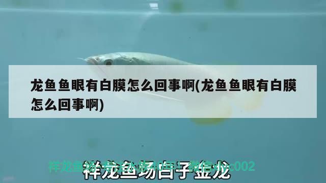 龍魚魚眼有白膜怎么回事啊(龍魚魚眼有白膜怎么回事啊)（龍魚魚眼有白膜怎么回事）