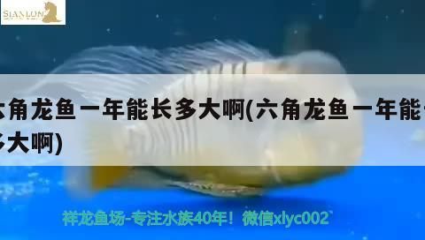 魚缸過濾器選購指南:自制魚缸過濾器魚缸上置過濾器對(duì)于養(yǎng)魚愛好者的必備知識(shí) 六角龍魚一年能長多大啊(六角龍魚一年能長多大啊)(六角恐龍魚一年能長多大) 觀賞魚百科 六角龍魚一年能長多大啊(六角龍魚一年能長多大啊)(六角恐龍魚一年能長多大) 六角龍魚一年能長多大啊(六角龍魚一年能長多大啊)(六角恐龍魚一年能長多大) 觀賞魚百科