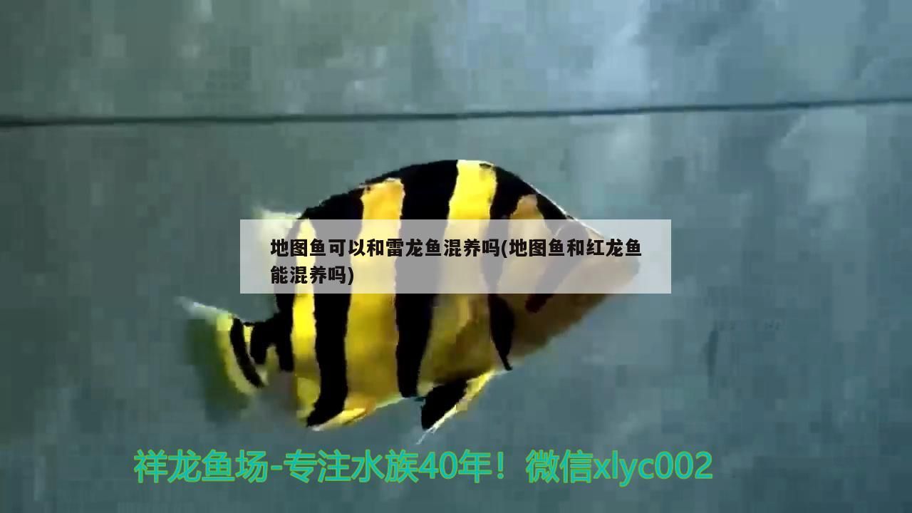 地龍魚圖片(地龍魚網圖片)（地圖魚可以和雷龍魚和紅龍魚混養嗎） 地龍魚圖片(地龍魚網圖片)（地圖魚可以和雷龍魚和紅龍魚混養嗎） 觀賞魚百科