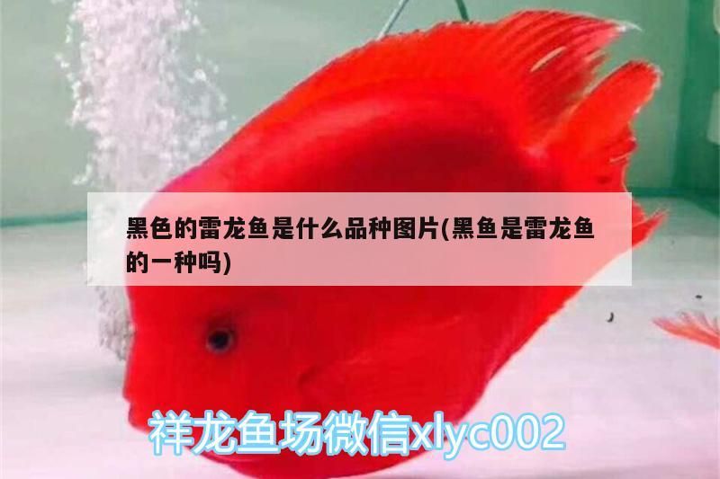 黑色的雷龍魚是什么品種圖片(黑魚是雷龍魚的一種嗎)（黑色的雷龍魚是什么品種圖片）