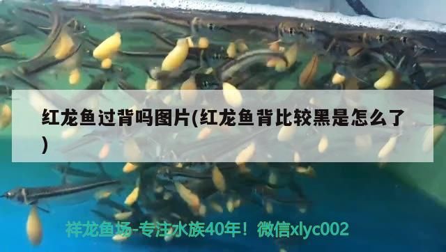 鳳凰紅龍魚品質好不好(紅龍魚貴嗎)（鳳凰紅龍魚品質分析：紅龍魚魅力所在）