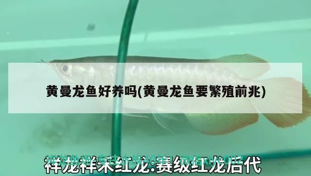 黃曼龍魚好養(yǎng)嗎(黃曼龍魚要繁殖前兆)（黃曼龍魚好養(yǎng)嗎）