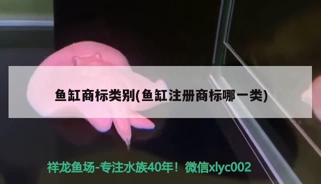 龍魚吃維生素會中毒嗎(龍魚中毒后有什么癥狀)