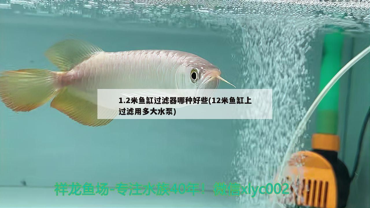 龍魚 1.2米魚缸過濾器哪種好些(12米魚缸上過濾用多大水泵)(1.2米魚缸過濾器哪種好) 觀賞魚百科 1.2米魚缸過濾器哪種好些(12米魚缸上過濾用多大水泵)(1.2米魚缸過濾器哪種好) 1.2米魚缸過濾器哪種好些(12米魚缸上過濾用多大水泵)(1.2米魚缸過濾器哪種好) 觀賞魚百科