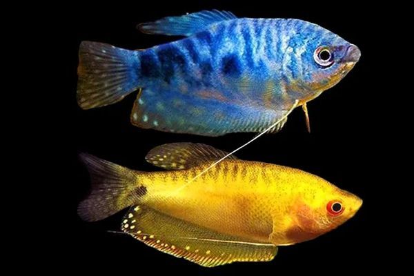 不同魚種適合的魚缸類型：熱帶魚缸尺寸選擇指南,魚缸過濾系統選購技巧