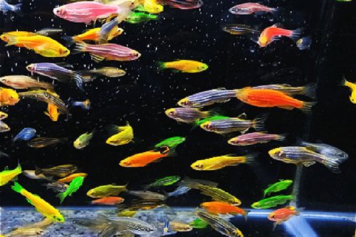 不同魚種適合的魚缸類型：熱帶魚缸尺寸選擇指南,魚缸過濾系統選購技巧