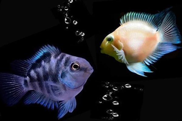 不同魚種適合的魚缸類型：熱帶魚缸尺寸選擇指南,魚缸過濾系統(tǒng)選購技巧