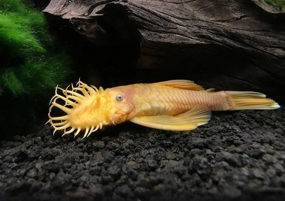 不同魚種適合的魚缸類型：熱帶魚缸尺寸選擇指南,魚缸過濾系統(tǒng)選購技巧
