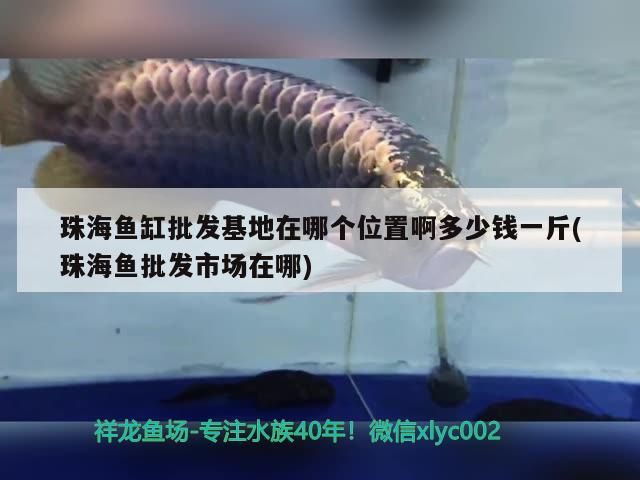 紅龍魚 珠海魚缸批發基地在哪個位置啊多少錢一斤(珠海魚批發市場在哪)(珠海魚缸批發基地在哪、珠海魚缸批發基地在哪個位置) 觀賞魚百科 珠海魚缸批發基地在哪個位置啊多少錢一斤(珠海魚批發市場在哪)(珠海魚缸批發基地在哪、珠海魚缸批發基地在哪個位置) 珠海魚缸批發基地在哪個位置啊多少錢一斤(珠海魚批發市場在哪)(珠海魚缸批發基地在哪、珠海魚缸批發基地在哪個位置) 觀賞魚百科