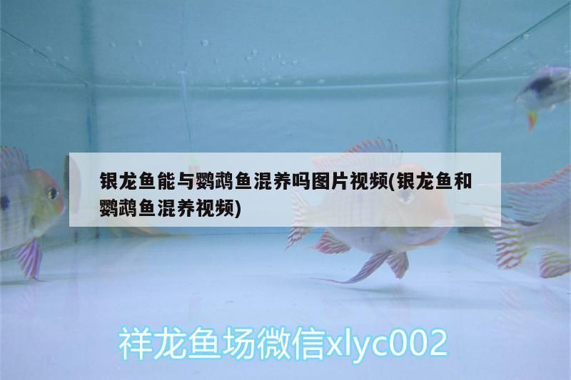 銀龍魚能與鸚鵡魚混養嗎圖片視頻(銀龍魚和鸚鵡魚混養視頻)（關于銀龍魚和鸚鵡魚混養的問題） 銀龍魚能與鸚鵡魚混養嗎圖片視頻(銀龍魚和鸚鵡魚混養視頻)（關于銀龍魚和鸚鵡魚混養的問題） 觀賞魚百科