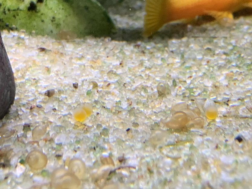 內(nèi)江魚缸批發(fā)電話地址在哪里（內(nèi)江市觀賞魚市場）（內(nèi)江魚缸批發(fā)市場）