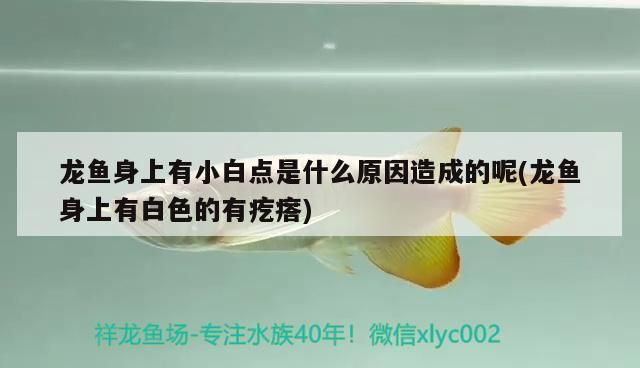 龍魚身上有小白點是什么原因造成的呢(龍魚身上有白色的有疙瘩)（祥龍魚身上有小白點是什么原因造成的） 龍魚身上有小白點是什么原因造成的呢(龍魚身上有白色的有疙瘩)（祥龍魚身上有小白點是什么原因造成的） 觀賞魚百科
