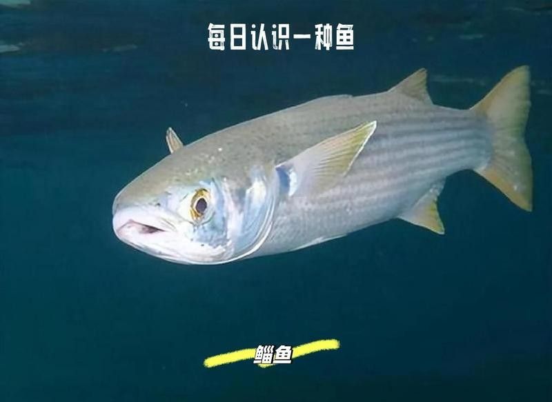 龍葵魚是什么魚（龍葵魚的產地有哪些龍葵魚的產地有哪些）