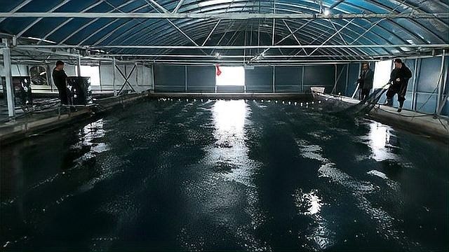 宜昌什么魚最出名（宜昌最出名的魚類——長江肥魚）