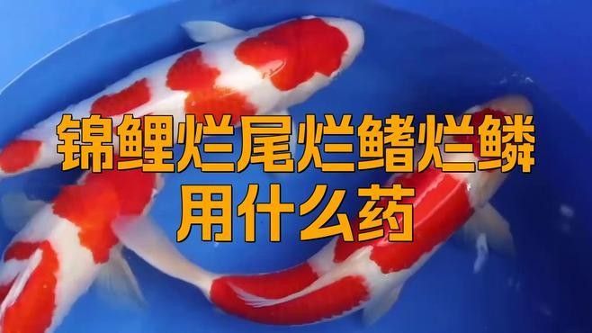 觀賞魚爛尾爛鰭爛鱗用什么藥（觀賞魚爛尾、爛鰭、爛鱗怎么治療）