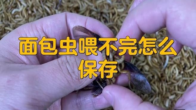 龍魚喂面包蟲要殺菌嗎（面包蟲喂食龍魚有哪些注意事項） 龍魚喂面包蟲要殺菌嗎（面包蟲喂食龍魚有哪些注意事項） 觀賞魚百科 第2張