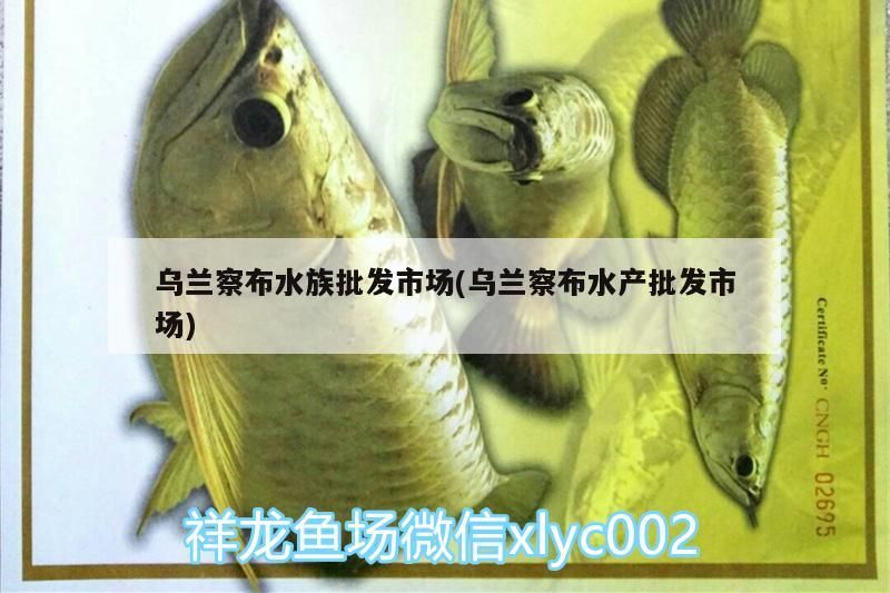 烏蘭察布水族批發市場(烏蘭察布水產批發市場)（烏蘭察布水族批發市場）