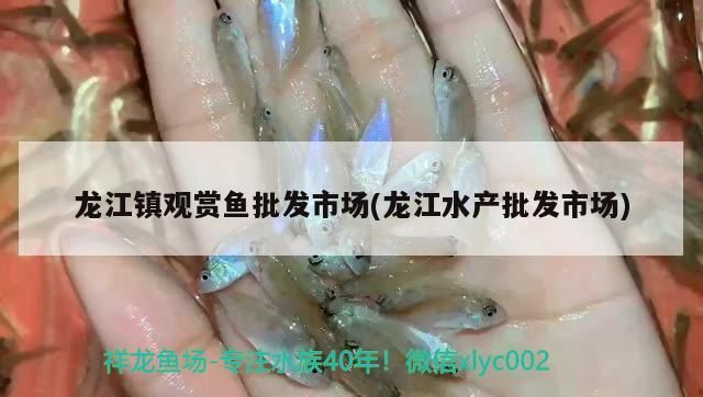 龍江鎮觀賞魚批發市場(龍江水產批發市場)（龍江鎮觀賞魚批發市場）