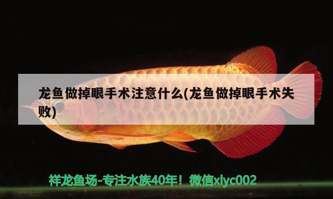 龍魚做掉眼手術注意什么(龍魚做掉眼手術失敗)（龍魚做掉眼手術失敗的原因及治療龍魚掉眼的病因及治療）