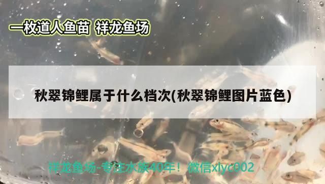 秋翠錦鯉屬于什么檔次(秋翠錦鯉圖片藍色)（日本錦鯉的種類）
