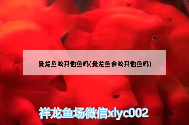 曼龍魚咬其他魚嗎(曼龍魚會咬其他魚嗎)（曼龍魚會咬其他魚嗎）