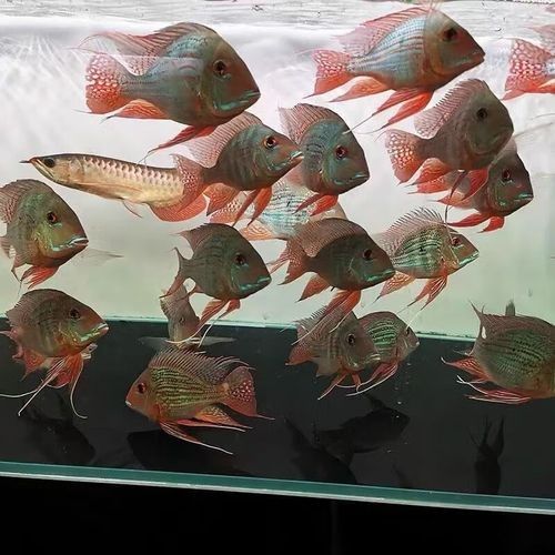 元寶鳳凰魚品牌（元寶鳳凰魚品牌的相關信息元寶鳳凰魚品牌的相關信息） 元寶鳳凰魚品牌（元寶鳳凰魚品牌的相關信息元寶鳳凰魚品牌的相關信息） 觀賞魚百科 第5張