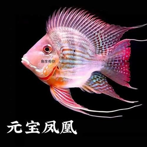 元寶鳳凰魚品牌（元寶鳳凰魚品牌的相關信息元寶鳳凰魚品牌的相關信息） 元寶鳳凰魚品牌（元寶鳳凰魚品牌的相關信息元寶鳳凰魚品牌的相關信息） 觀賞魚百科 第6張
