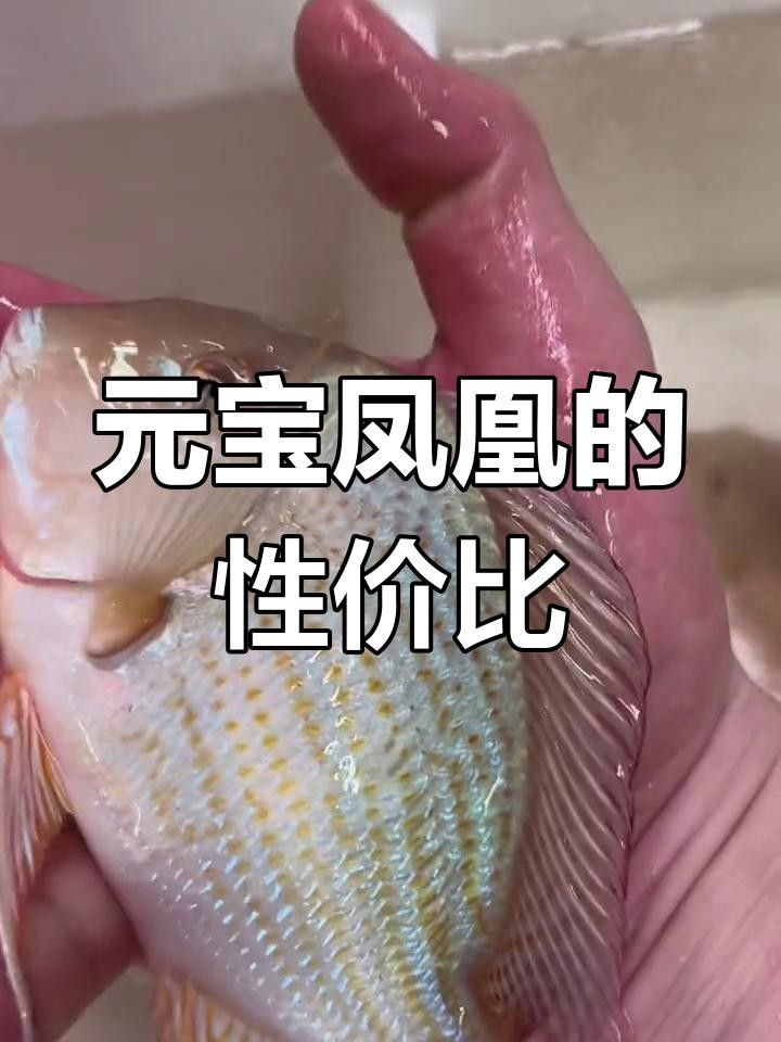 元寶鳳凰魚品牌（元寶鳳凰魚品牌的相關信息元寶鳳凰魚品牌的相關信息） 元寶鳳凰魚品牌（元寶鳳凰魚品牌的相關信息元寶鳳凰魚品牌的相關信息） 觀賞魚百科 第11張