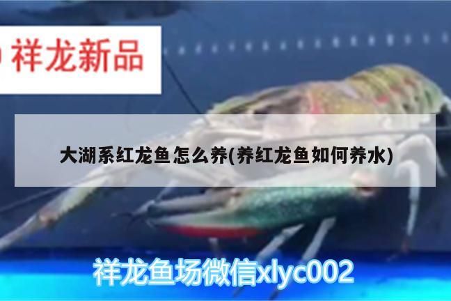 大湖系紅龍魚(yú)怎么養(yǎng)(養(yǎng)紅龍魚(yú)如何養(yǎng)水)（大湖系紅龍魚(yú)怎么養(yǎng)） 大湖系紅龍魚(yú)怎么養(yǎng)(養(yǎng)紅龍魚(yú)如何養(yǎng)水)（大湖系紅龍魚(yú)怎么養(yǎng)） 觀賞魚(yú)百科