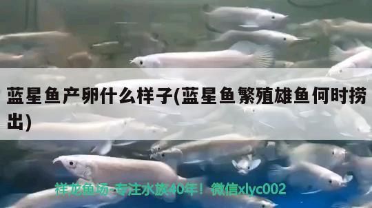 藍星魚產(chǎn)卵什么樣子(藍星魚繁殖雄魚何時撈出)（藍星魚產(chǎn)卵什么樣子的知識，）