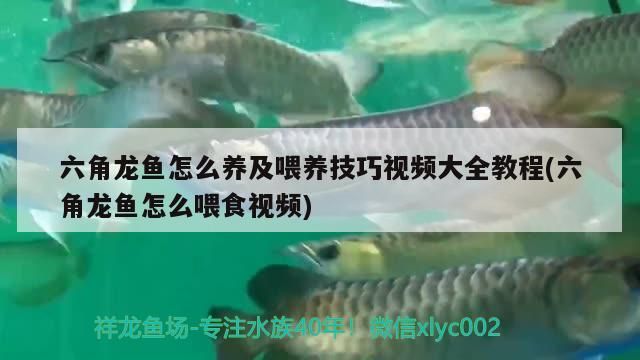 六角龍魚怎么養及喂養技巧視頻大全教程(六角龍魚怎么喂食視頻)（六角恐龍魚怎么養及喂養技巧視頻大全教程）