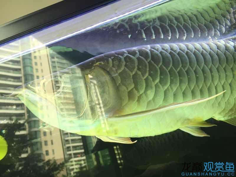 臺州水族館吃五谷雜糧長大的龍魚（五谷雜糧長大的龍魚） 臺州水族館吃五谷雜糧長大的龍魚（五谷雜糧長大的龍魚） 觀賞魚百科 第3張