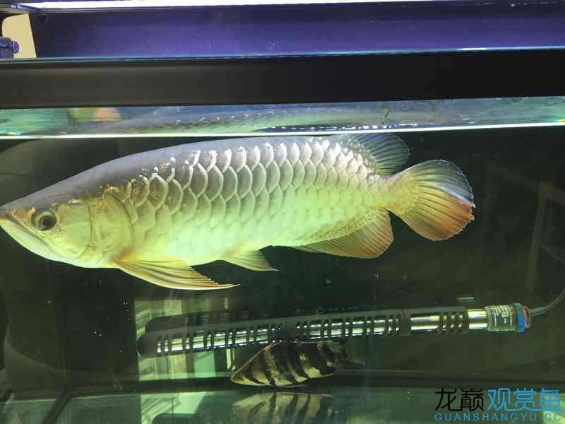 臺州水族館吃五谷雜糧長大的龍魚（五谷雜糧長大的龍魚） 臺州水族館吃五谷雜糧長大的龍魚（五谷雜糧長大的龍魚） 觀賞魚百科 第1張