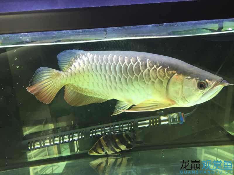 臺州水族館吃五谷雜糧長大的龍魚（五谷雜糧長大的龍魚） 臺州水族館吃五谷雜糧長大的龍魚（五谷雜糧長大的龍魚） 觀賞魚百科 第2張