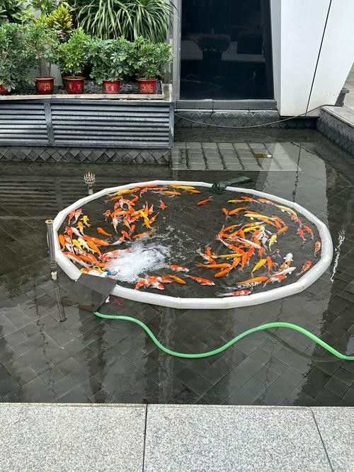 湛江龍魚的市場需求如何，湛江龍魚市場需求呈現“雙輪驅動”，湛江龍魚市場需求對比表