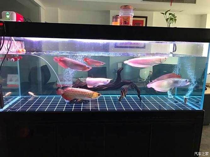綠園金龍魚（綠園金龍魚飼養(yǎng)全攻略:金龍魚好養(yǎng)嗎第五皮皮不卡頓）